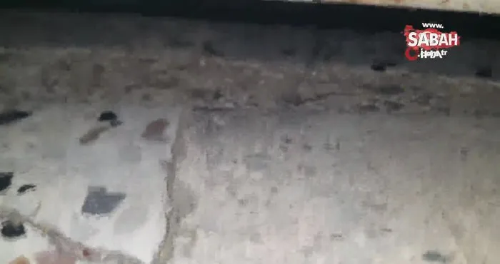 Bakkaldaki hırsızlık şüphelisi kedi çıktı | Video