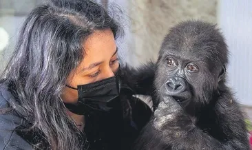 Yavru gorilin keyfi yerinde