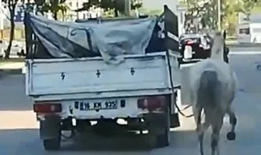 Atı kamyonetin arkasına bağlayıp koşturdu