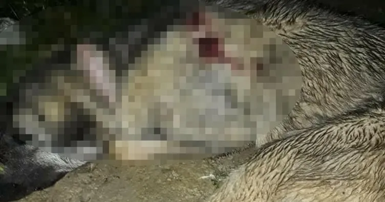 Kulübesinde bağlı hamile çoban köpeği vurularak öldürüldü