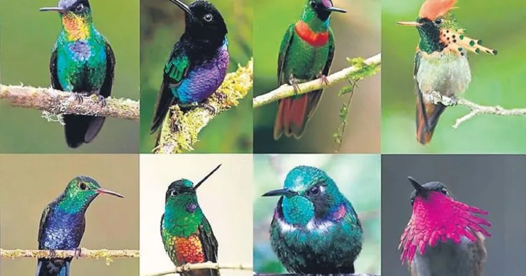 İşte dünyanın en renkli kuşu