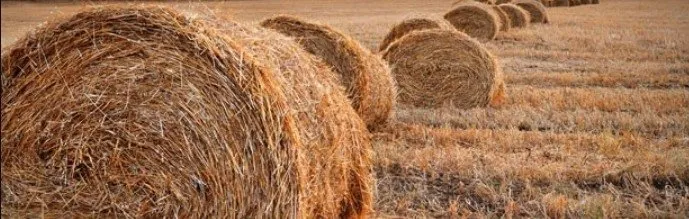 Türkiye’nin tarım gerçekleri: 5 yalan 5 gerçek!