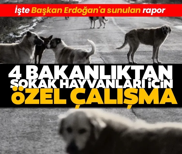 4 bakanlıktan sokak hayvanları için özel çalışma: İşte Başkan Erdoğan’a sunulan rapor