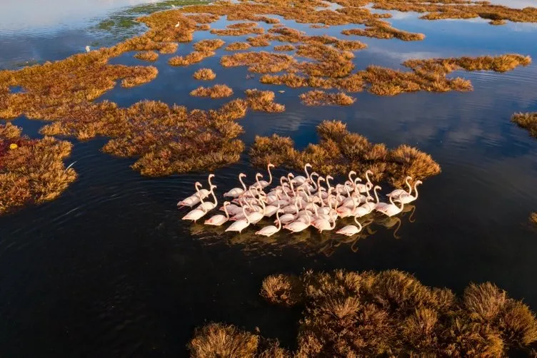 İzmir’de flamingolar