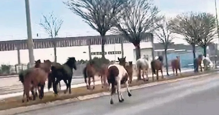 Yılkı atları dağdan şehre indi