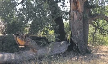 Yeni gelin, dileği için 500 yıllık ağacı yaktı