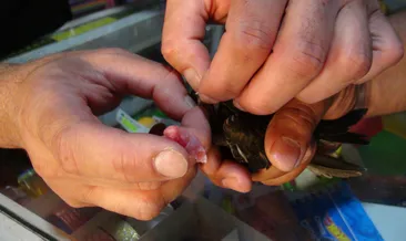 Yavru ebabil kuşuna ziyafet çektiler