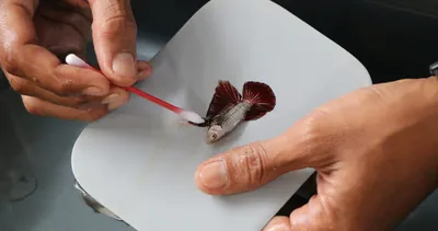 Dünyanın en ilginç yarışması! Siyam balıkları kuaförde yarışmaya hazırlanıyor