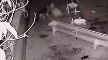 Ağıla giren kurt, 2 koyunu telef etti