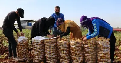 Zirai donun etkisi çabuk atlatıldı #adana