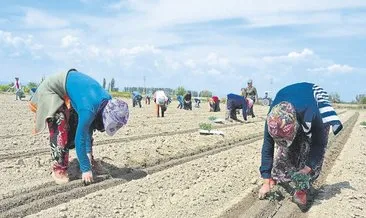 Mevsimlik işçilerin yaşam mücadelesi