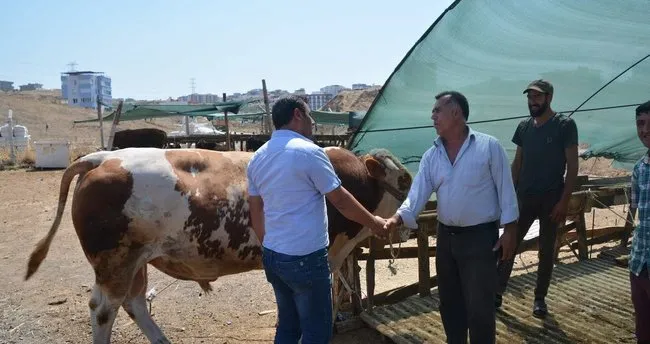 Diyanet Kurban Vekaleti Nasil Verilir Ve Alinir Iste Kurban Vekaleti Hukmu Son Dakika Haberler