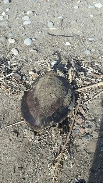 Antalya’da hortum sonrası yürek burkan görüntü! Ölü kuş, caretta caretta ve balıklar sahile vurdu