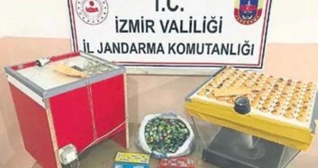 Tavuk çiftliğine kumar baskını