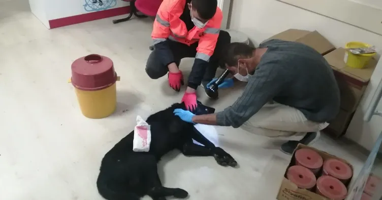 Devlet, yaralı köpek için seferber oldu