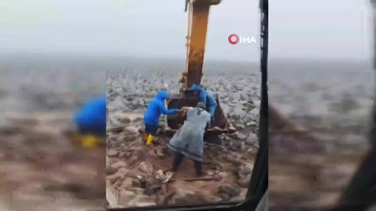 Şanlıurfa’da çamura saplanan inek kepçe yardımıyla kurtarıldı | Video videosunu izle Şanlıurfa’da çamura saplanan inek kepçe yardımıyla kurtarıldı | Video videosunu izle