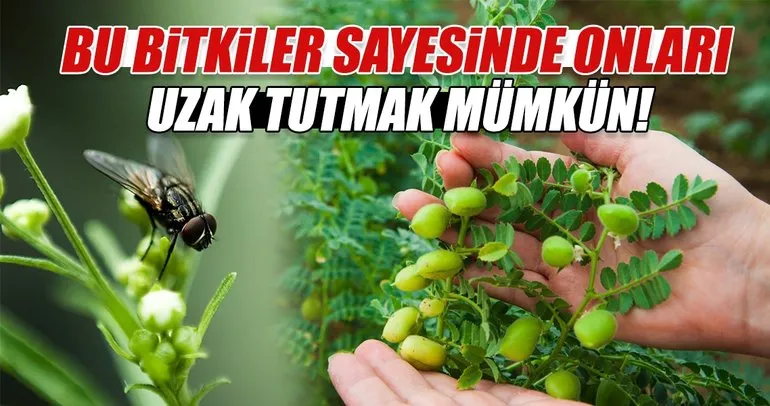 Bu Bitkiler Sayesinde Onlari Uzak Tutmak Mumkun Galeri Saglik