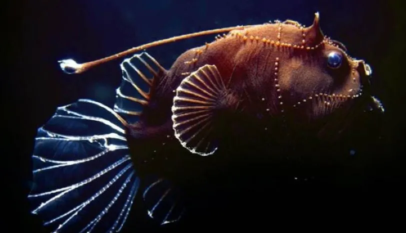 sabah