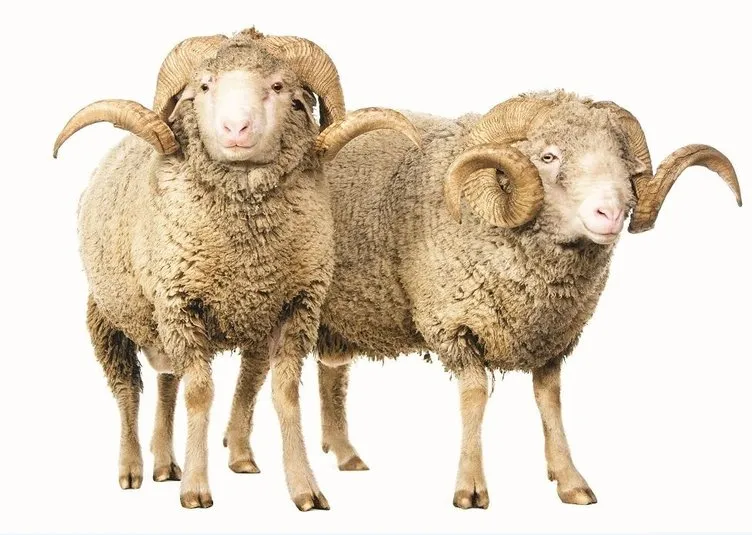 kurban ibadeti ile ilgili bilmek