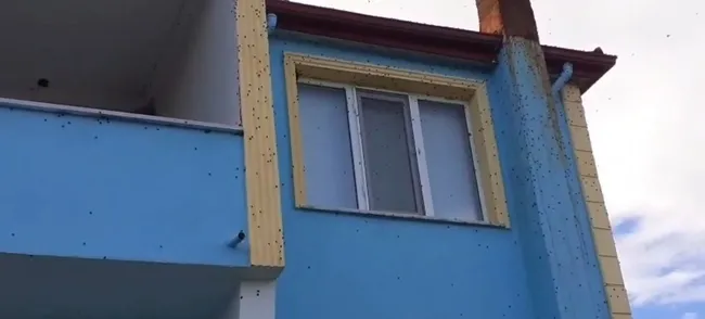 bartinda-kahverengi-kokarca-istilasi-kabusa-donustu-1759500212542.jpg (1080×488)