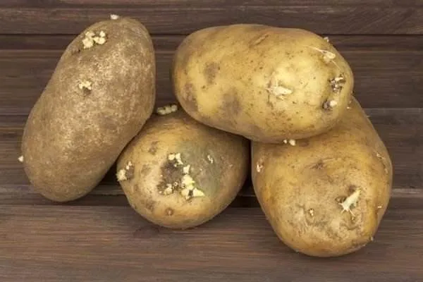 Patates hakkında ilk defa okuyacağınız 20 ilginç bilgi