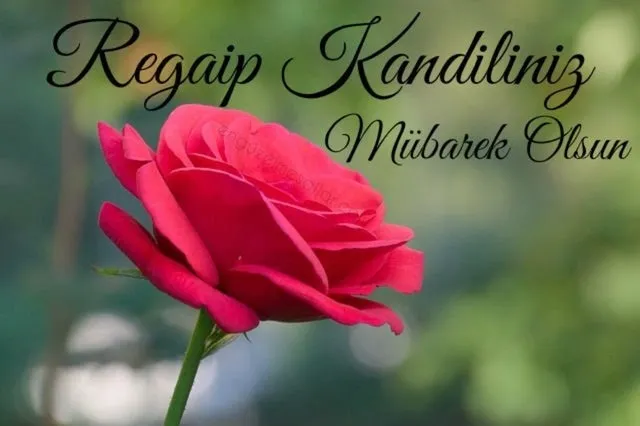 Regaip Kandili mesajları ve sözleri yayınlandı! 2021 Regaip Kandil mesajları ve Resimli, Kısa, Uzun, Yeni, Dualı Kandil mesajı burada