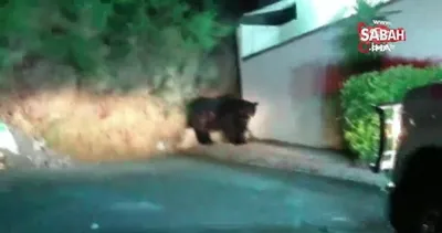 Meksika’da şehre inen devasa ayı korkuya neden oldu | Video