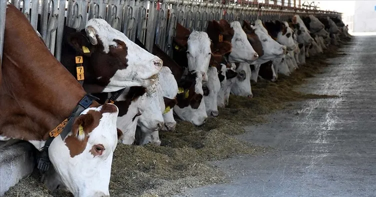 Büyükbaş, küçükbaş hayvan sayısı arttı