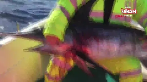 İzmir Yeni Foça'da oltayla 42 kiloluk kılıç balığı yakaladılar