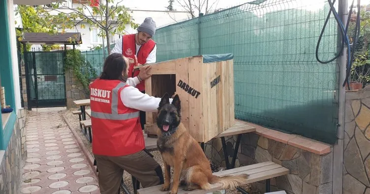 DASKUT sokak hayvanlarına dost eli uzatıyor