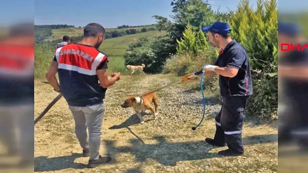 Kocaeli'de pitbull ve kangal köpekleriyle korunan çiftliğe baskında şoke eden görüntüler | Video