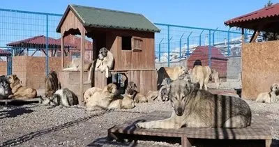 Erzurum Büyükşehir Belediyesi mama lobisine karşı! Erzurum'da fabrika kurulacak #erzurum