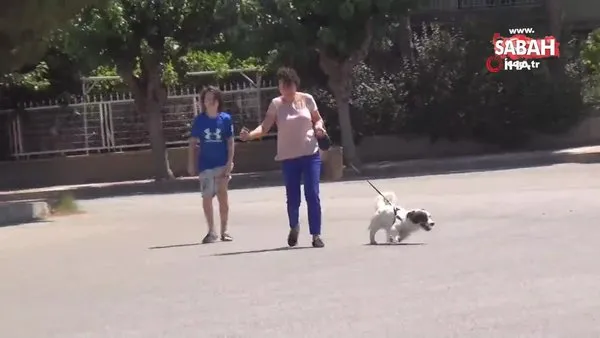 Manisa'da küçük çocuğa saldıran sokak köpekleri mahallelinin korkulu rüyası oldu