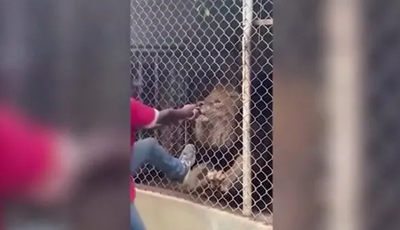 Korkunç görüntüler! Aslana elini uzatan bakıcının feci sonu: Kanlar içinde kaldı