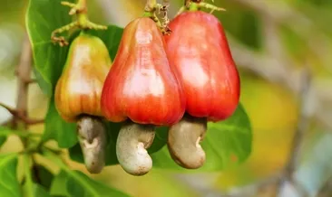 Yediğiniz anda vücuda zehir saçıyor!