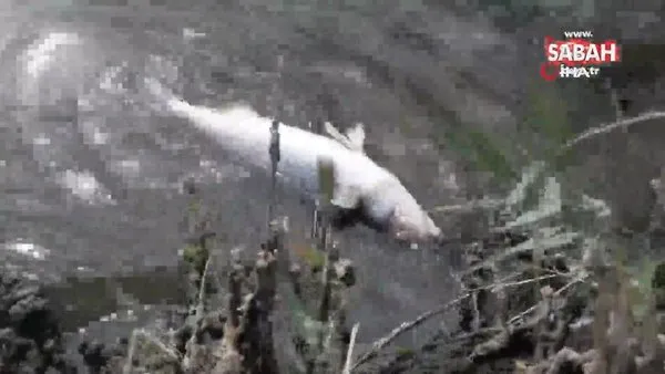 İzmir’de kıyıya vuran yüzlerce balığın ölümü endişelendirdi | Video