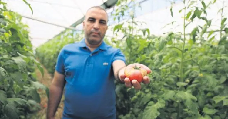 Domatesin koronası İsrail virüsü