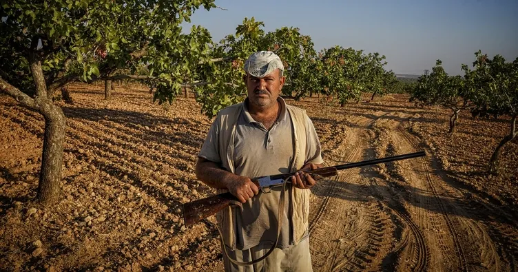 Gaziantep’te ’Yeşil altın’ nöbeti! Kuş uçurtmuyorlar...
