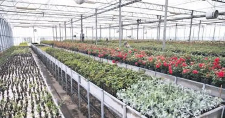 Sincan renk renk çiçiek yetiştiyor