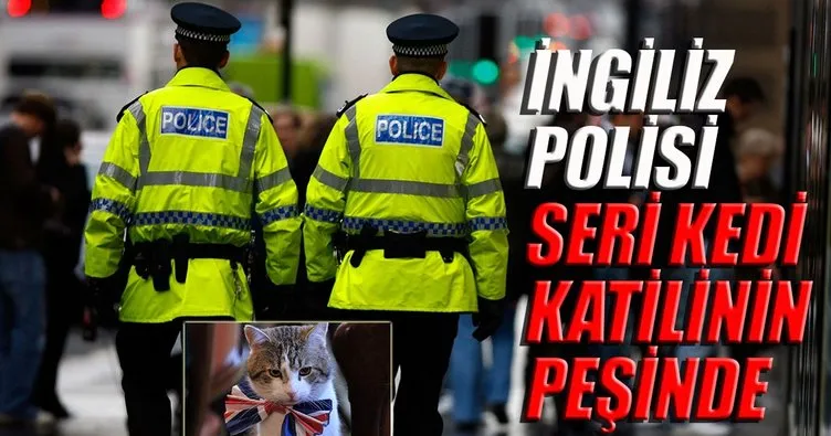 İngiliz polisi seri kedi katilinin peşinde