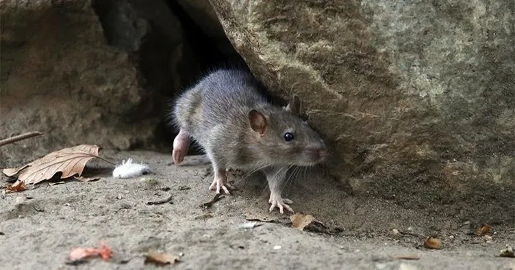 New York’ta farelerle 32 milyon dolarlık mücadele