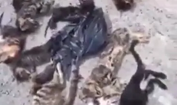 CHP’nin kedi katliamına sosyal medyadan büyük tepki
