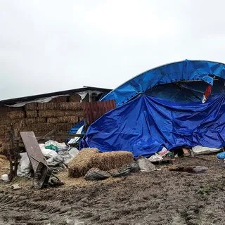 Devrilen ağaçtan belediyeden tazminat istemek mümkün