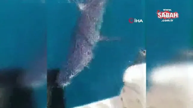 Antalya’da bir balıkçı köpekbalığı ile kavga etti! O anlar kamerada | Video