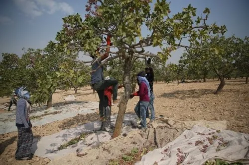 Suriye sınırının sıfır noktasında fıstık hasadı…