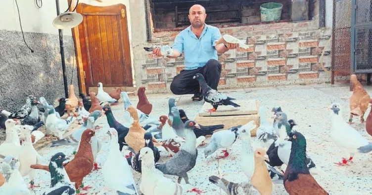 600 bin TL’ye güvercin