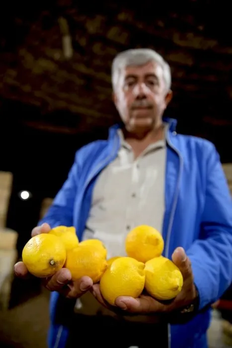 Limon fiyatlarına depoda çürüme etkisi