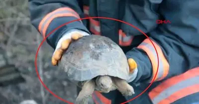 Bingöl yürekleri ısıtan olay! Yangında alevlerin arasında kalan çaresiz kaplumbağanın kurtarılma anı kamerada