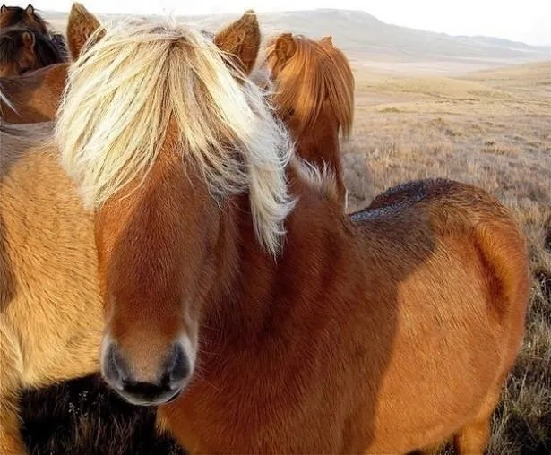 Atların kıskandıran saç modelleri