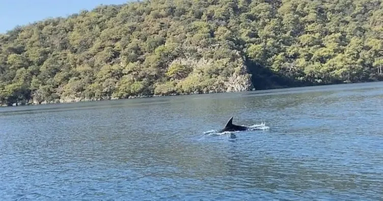 Fethiye Ölüdeniz’de yunus balığı sürprizi